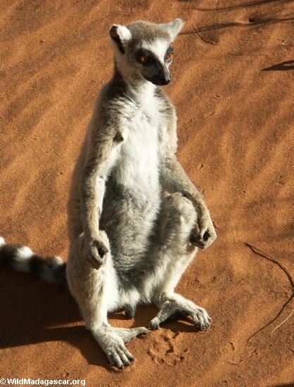 Lemur catta, welches die Sonne einläßt