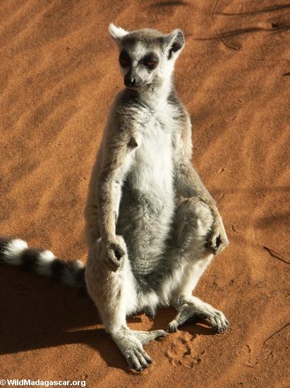 Ring-angebundenes lemur (Lemur catta) die Sonne einlassend