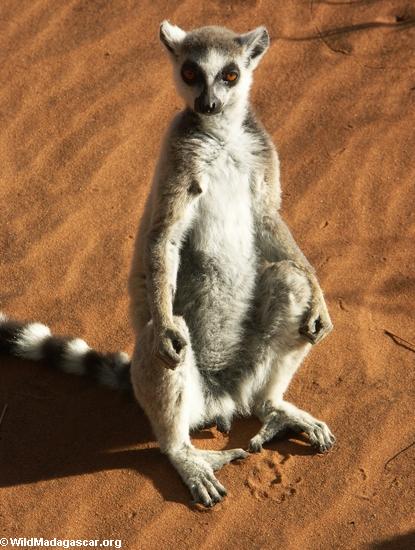 Ring-angebundenes lemur, welches die Sonne einläßt