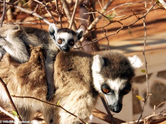 Ring-Endstück lemur mit Baby an Bord