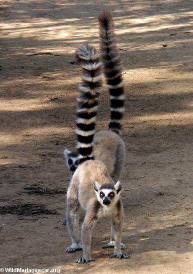 Ringtailed lemurs an der Aufmerksamkeit