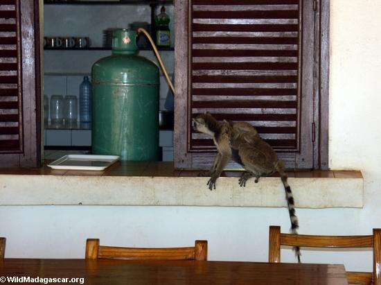 Ringtailed lemurs raiding kitchen(Berenty)
