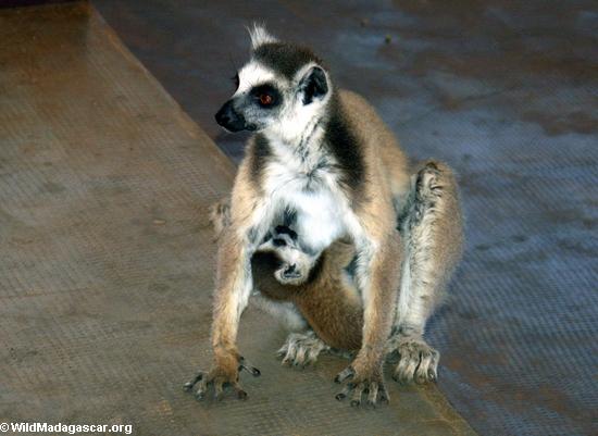 Mother lemur catta with baby on chest(Berenty)