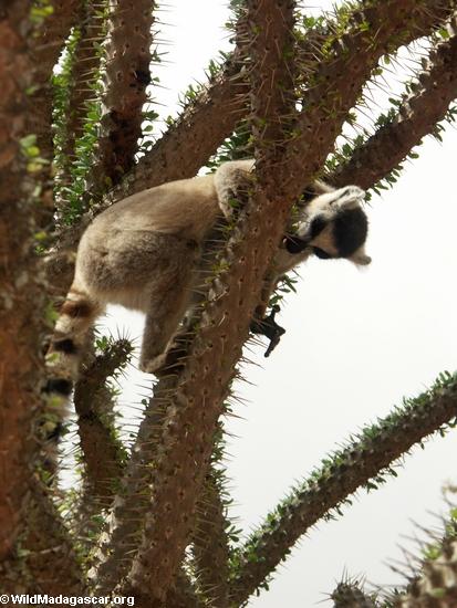 Ringtail lemur on Alluaudia(Berenty)