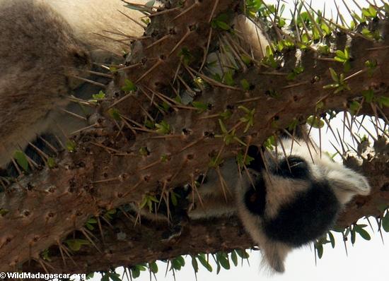 Ringtail lemur on Alluaudia tree (Berenty)