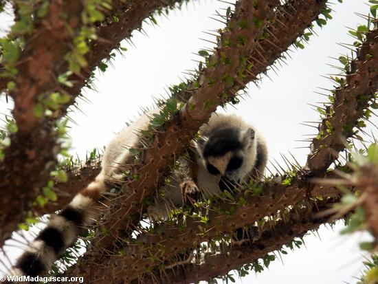 Ringtail lemur (Lemur catta) on Alluaudia tree(Berenty)