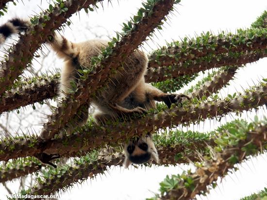 Lemur catta on Alluaudia tree(Berenty)