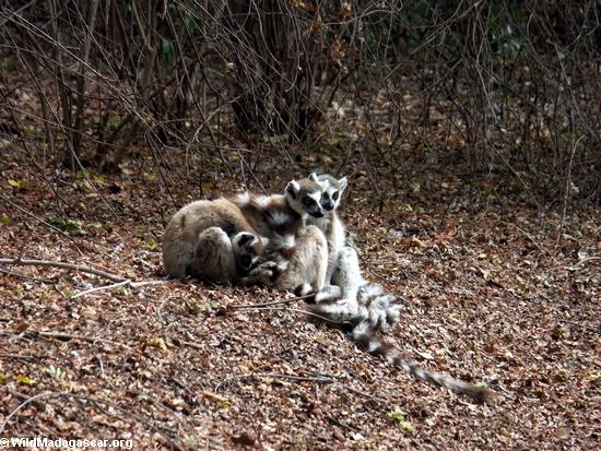 Ring-tailed lemurs huddling together for warmth(Berenty)