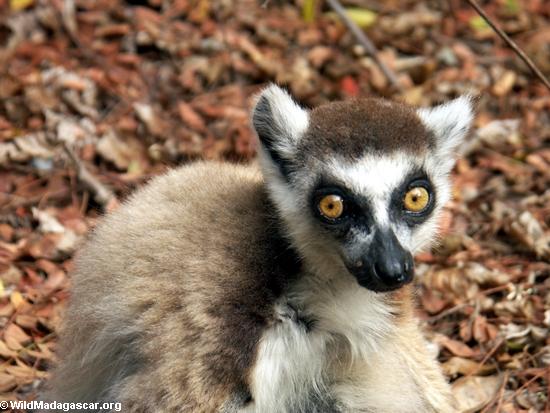 Beady-eyed ringtailed lemur(Berenty)