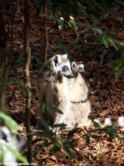 Mother ringtail lemur with baby on back(Berenty)