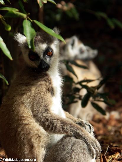 Ringtail lemur im Galeriewald
