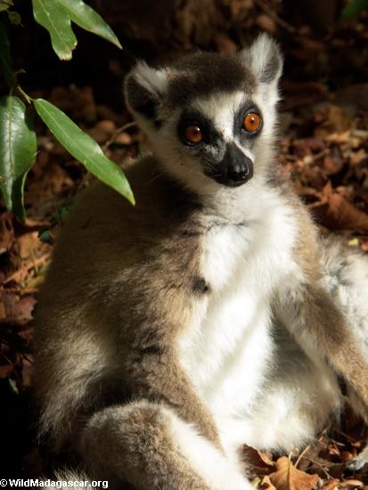 Ringtailed lemur in gallery forest(Berenty)
