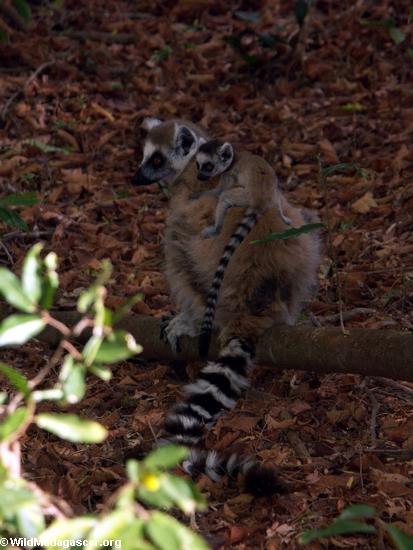 Baby ringtail lemur riding mother (Berenty)