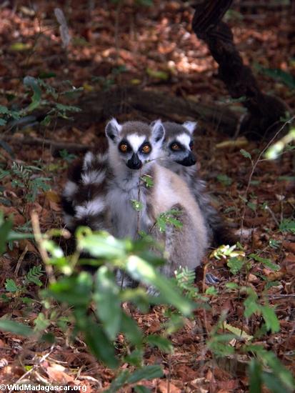 Pair of ringtail lemurs (Berenty)