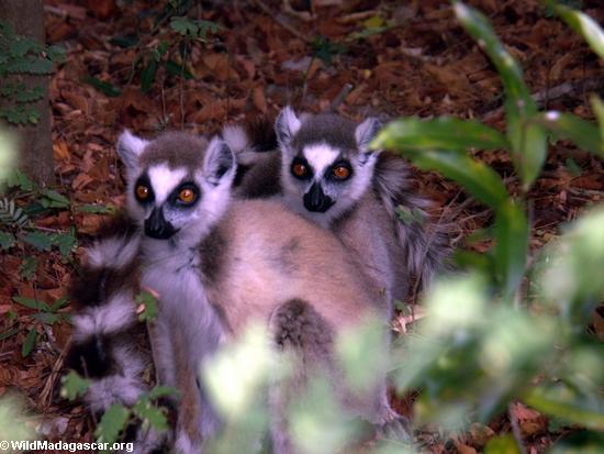 Paar von ringtailed lemurs