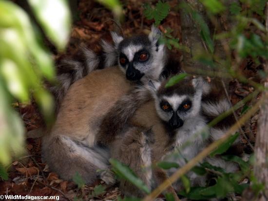 Paar Ring-angebundene lemurs 