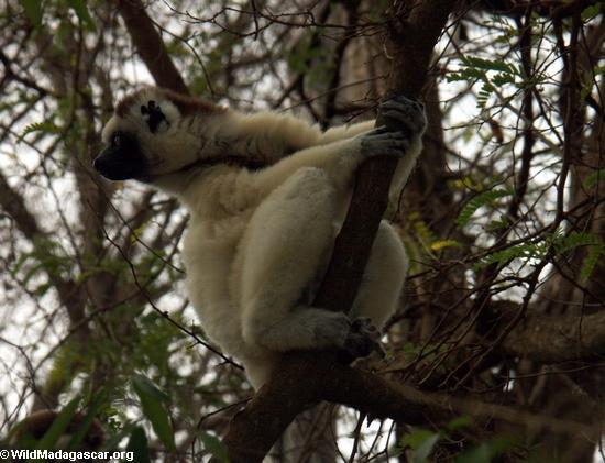 Sifaka lemur, das sich streckt, um eine bessere Ansicht zu erhalten