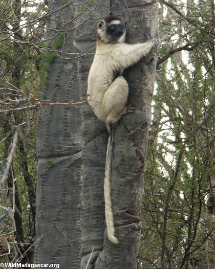Baum-Umarmen von sifaka lemur