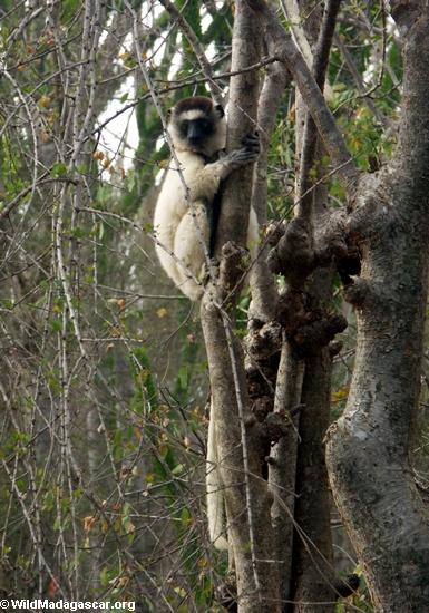 Baum-Umarmen von lemur