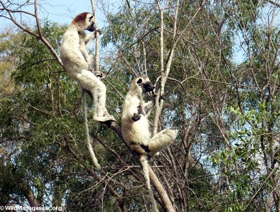 Meditating sifaka lemurs(Berenty)