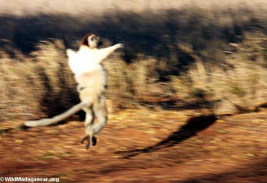Leaping verreauxi lemur(Berenty)