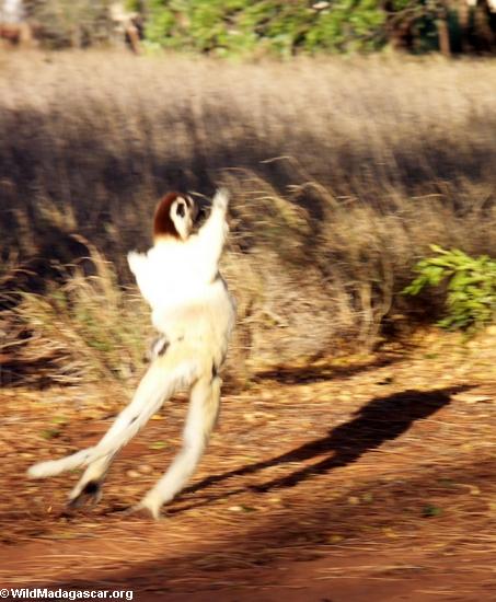 Springen von Propithecus verreauxi verreauxi lemur