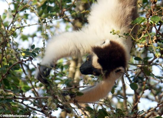 Sifaka hanging upside down while feeding on leaves (Berenty)