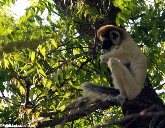 Sifaka lemur in Position „des Denkers“