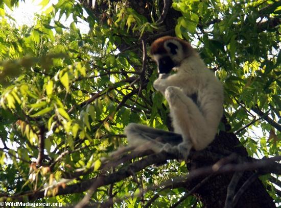 Sifaka lemur pondering life's questions(Berenty)