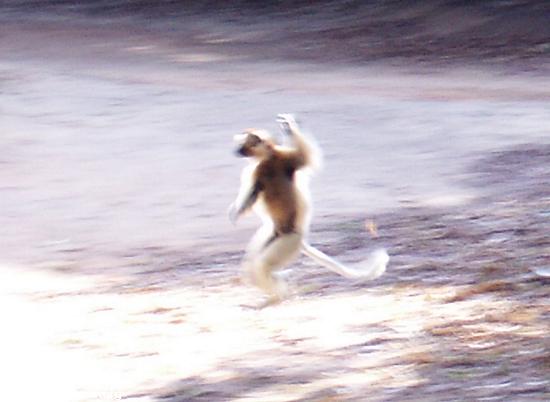 Tanzendes sifaka lemur