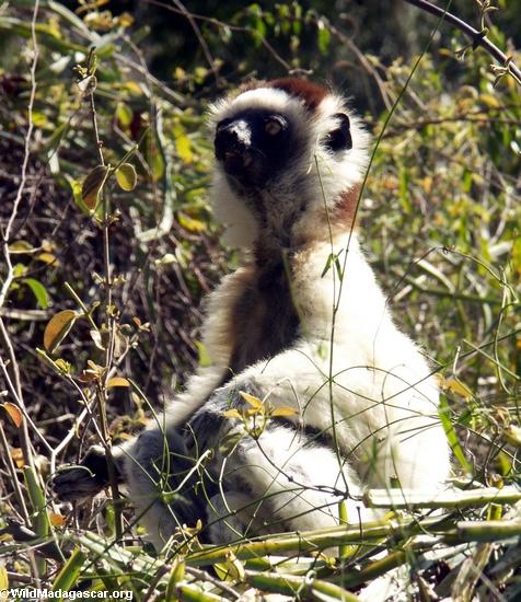 Meditating sifaka lemur(Berenty)