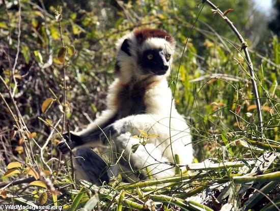 Relaxing sifaka lemur(Berenty)
