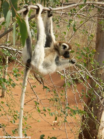 Sifaka lemur, das heraus beim Einziehen hängt