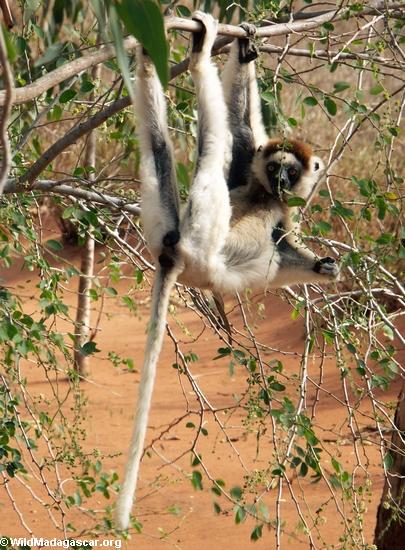 Sifaka just hanging out(Berenty)