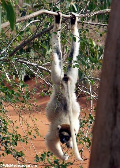 Upside-down sifaka lemur