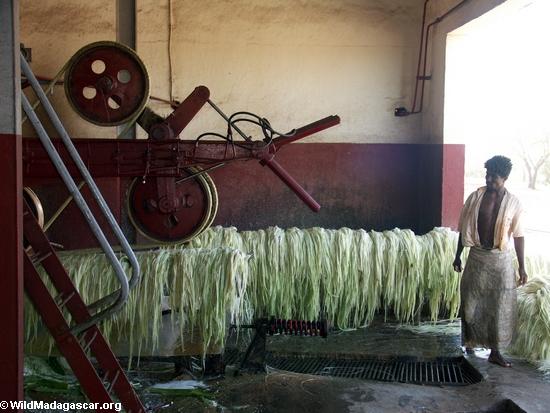 Wet sisal fibers (Berenty)