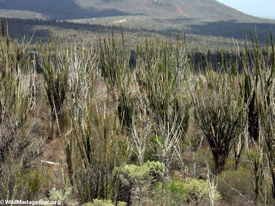 南部のマダガスカルではとげの砂漠の植物