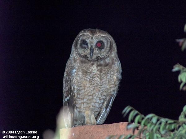 Ambositra owl (Ambositra)