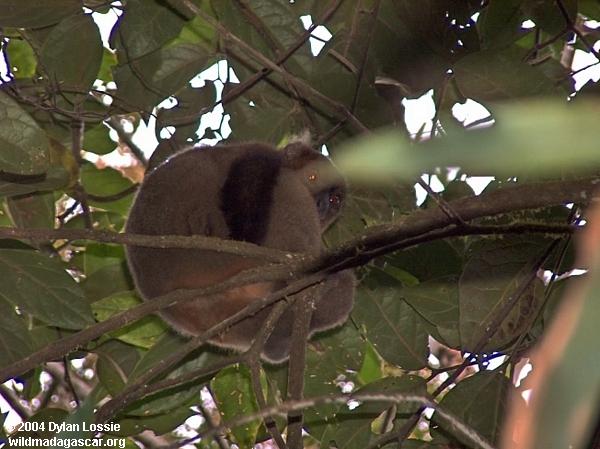 Bamboo Lemur Ranomafana (Ranomafana)