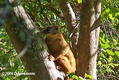 Brown lemur isalo  (Brown lemur isalo)
