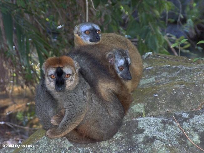 Isalo brown lemurs  (Isalo brown lemurs)