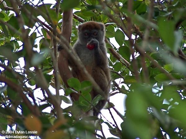 Ranomafana lemur (Ranomafana)