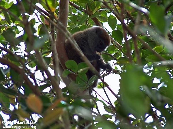 Ranomafana lemur (Ranomafana)