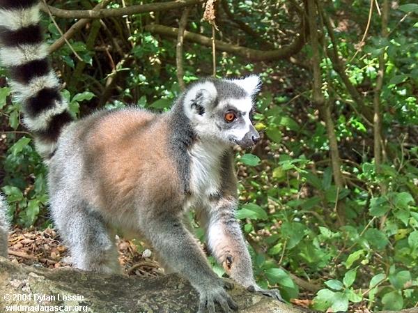 Ringtailed Lemur Anja (Ambalavao)