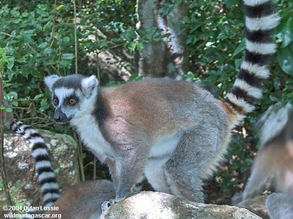 Ringtailed Lemur Anja (Ambalavao)