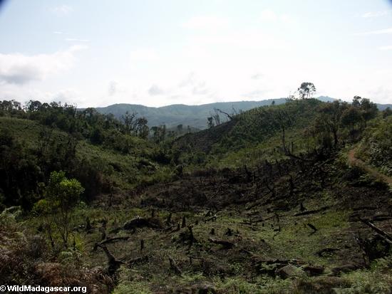 Slash-and-burn deforestation (Ifasina / Antoetra)