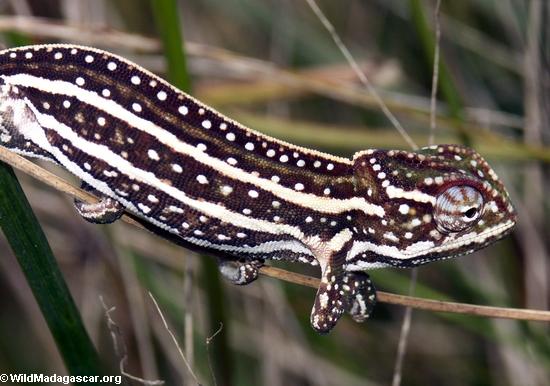 jeweled Chameleon (furcifer латеральной)