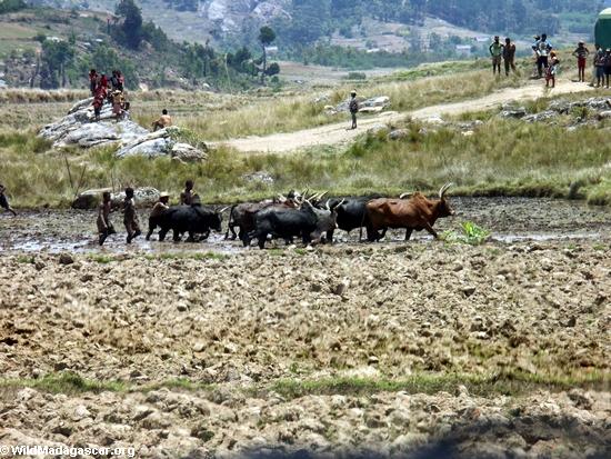Zebu cattle plowing rice paddies near Antoetra (Ifasina / Antoetra)