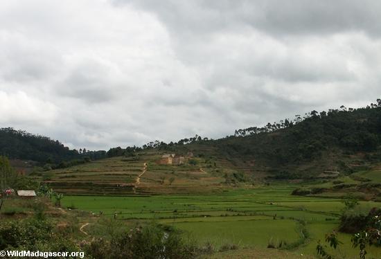 рисовых полей в высокогорных районах Мадагаскара