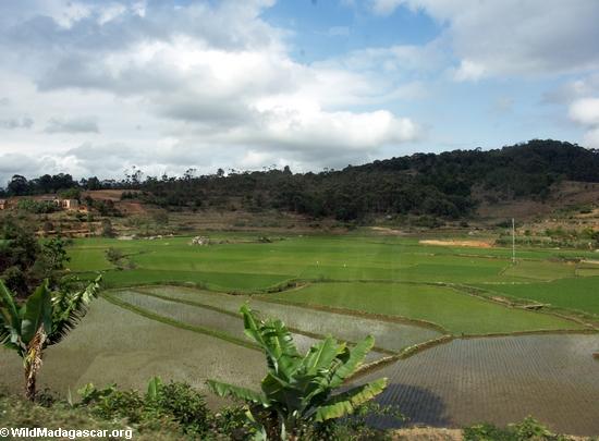 рисовых полей вблизи Тана